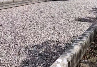 Thousands of fish die in Great Salt Pond as drought exposes St. Maarten's environmental crisis.