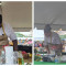 Nevis Mango Festival: St. Maarten Secures 3rd Place in Chef Competition.