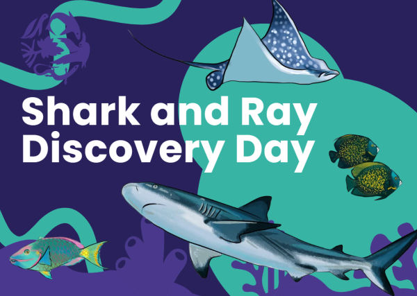sharkandray07072026